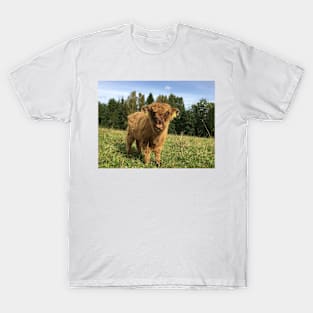 Scottish Highland Cattle Calf 1523 T-Shirt